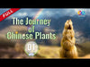 [ENG DUBBED] 🌹The Journey of Chinese Plants🌹