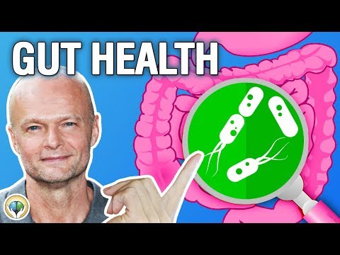 Gut Health Explained