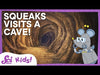 Let's Explore Caves! | NGSS Grades 1-3 | SciShow Kids