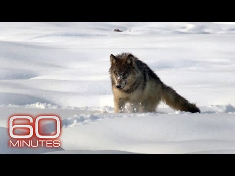 Wolves return to Yellowstone