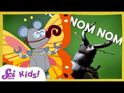 The World of Insects | SciShow Kids