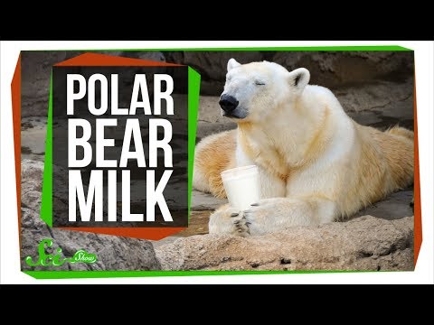 International Polar Bear Day!