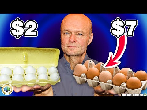 What Are The Best Eggs?
