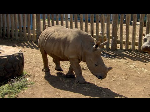 South Africa's rhino poaching crisis