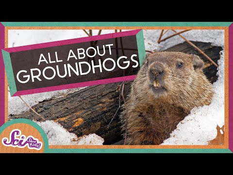 Groundhogs and Other Rad Rodents! | SciShow Kids