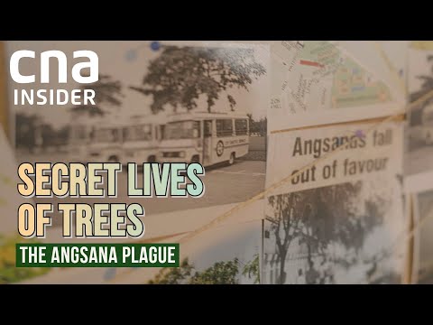 Secret Lives Of Trees