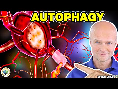 Autophagy - What is it and how to activate it.