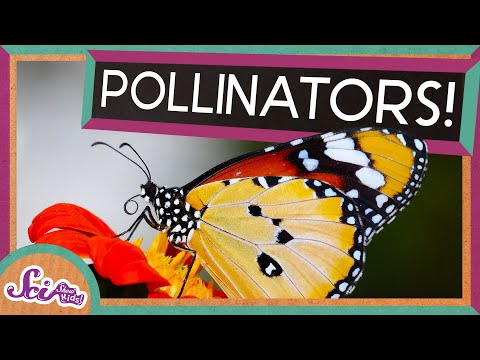 Meet the Pollinators! | SciShow Kids